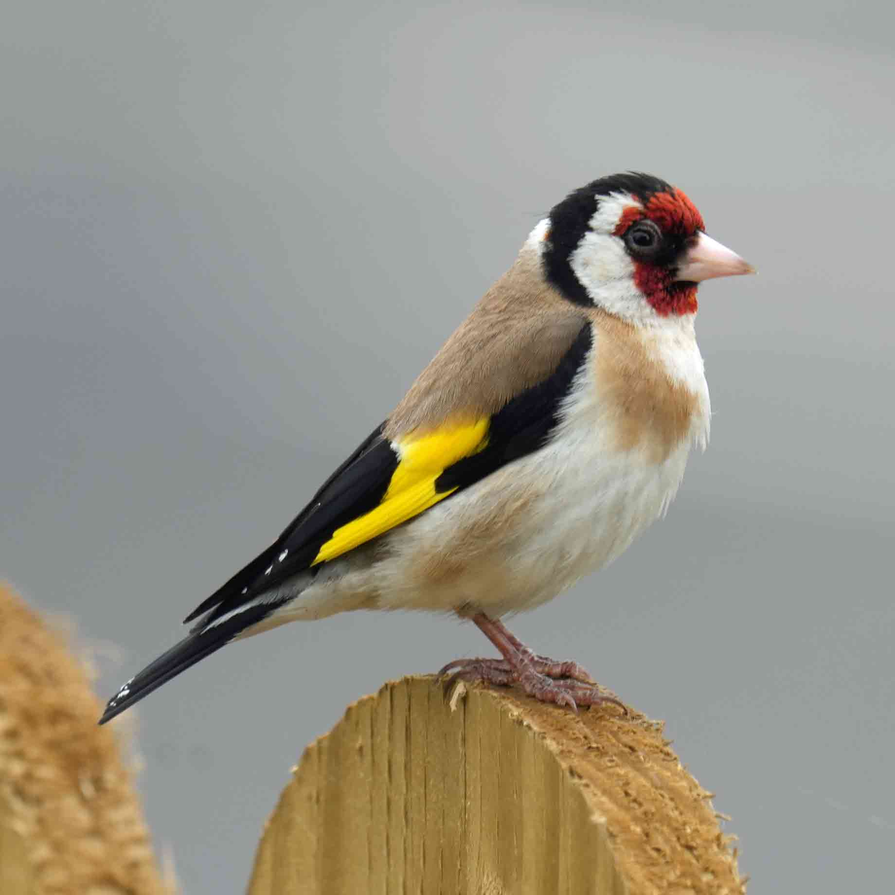 Birds of United Kingdom