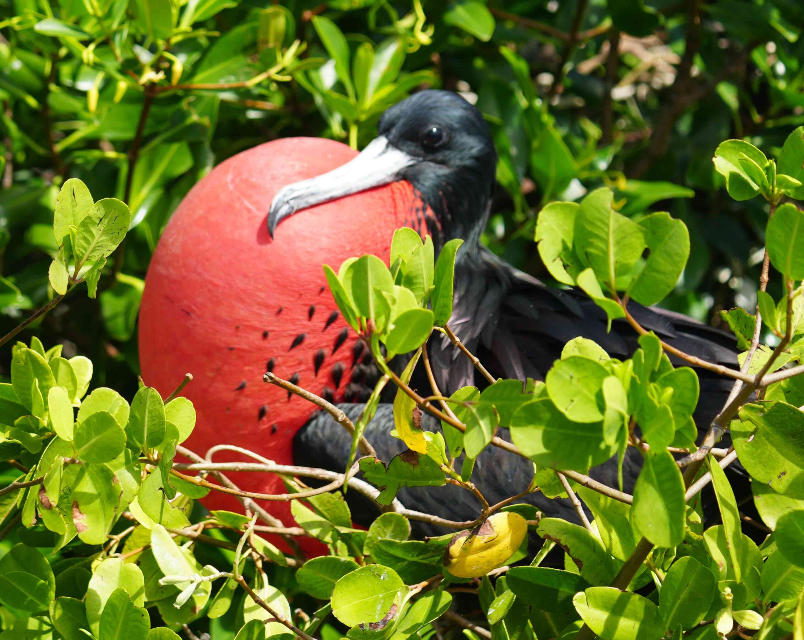 Magnificent Frigatebirds