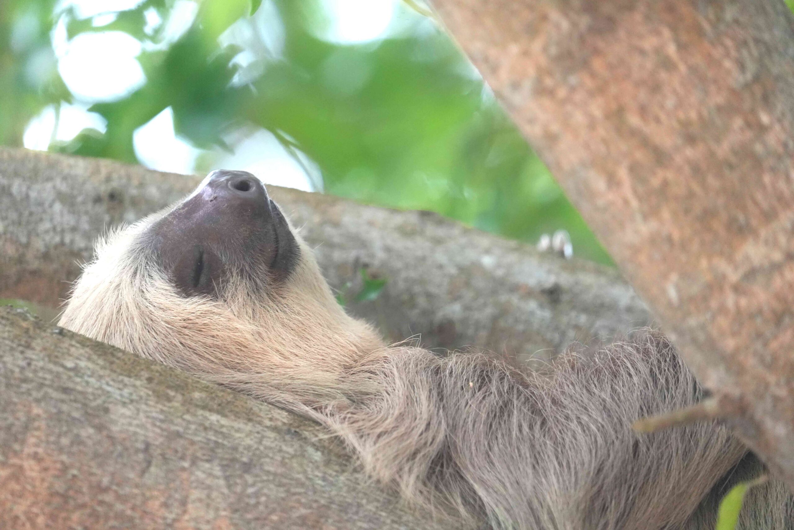 Iguanas and Snoozing Sloths