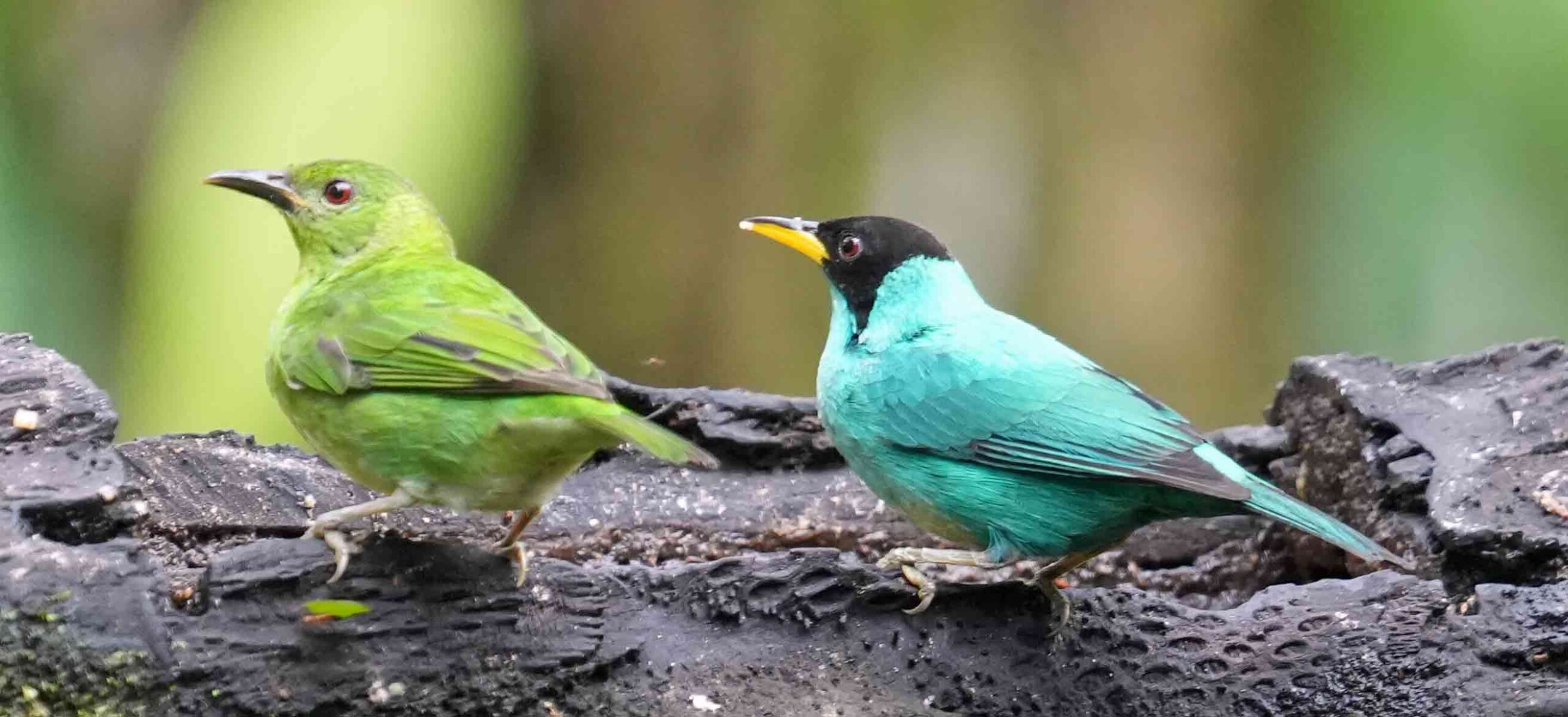 Birds of Ecuador