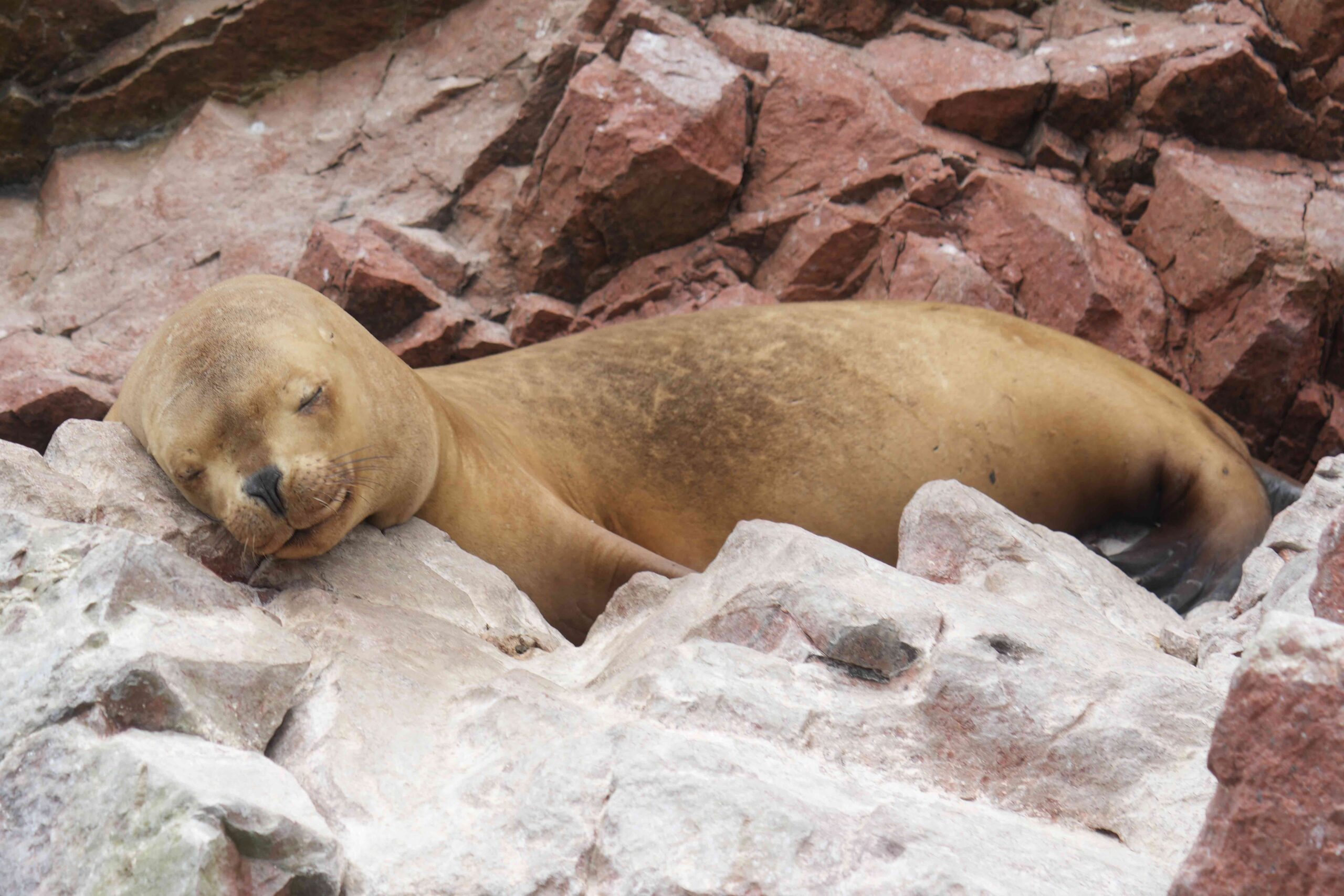 Ballestas Islands