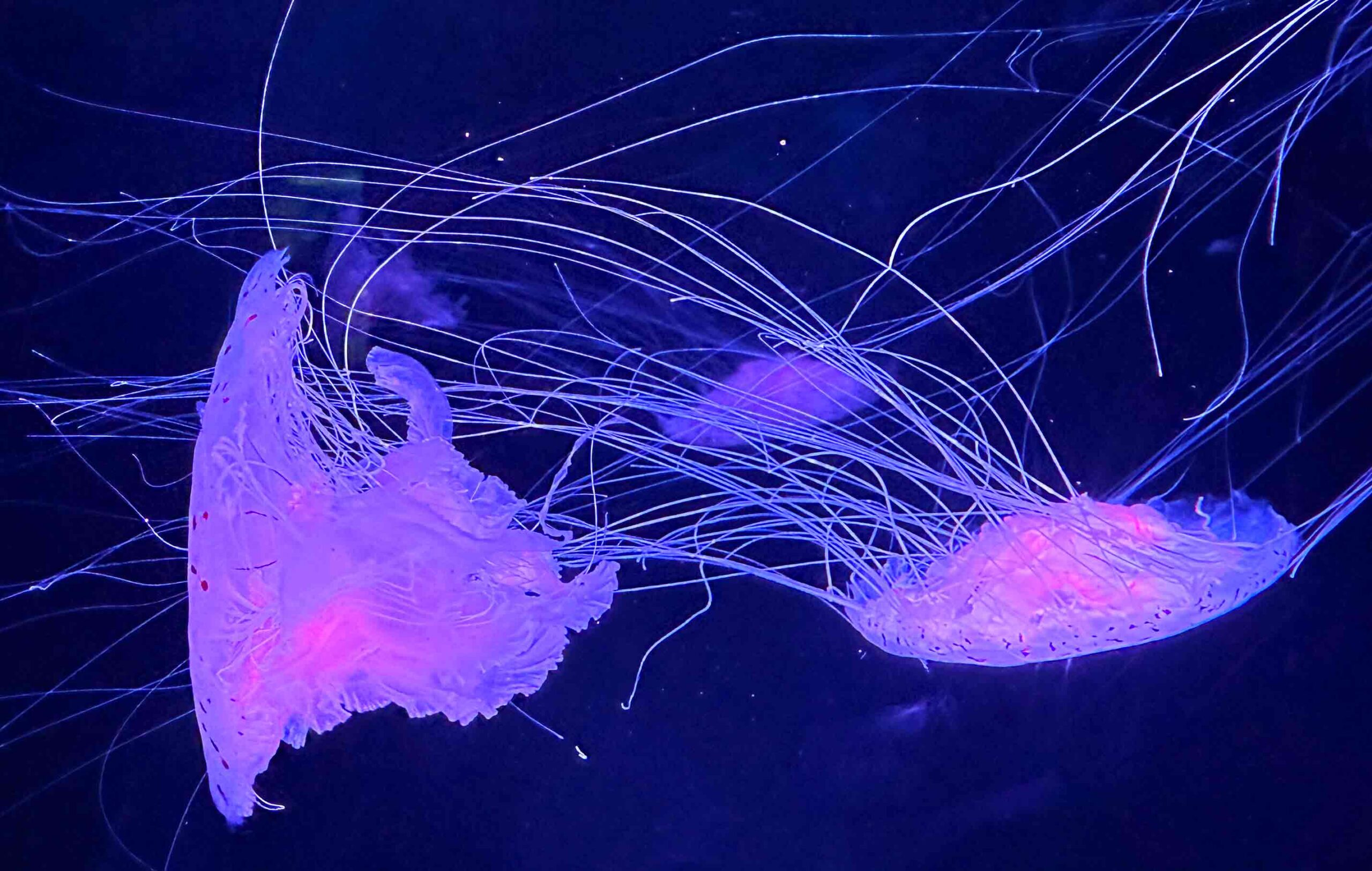 Dance of the Jellyfish