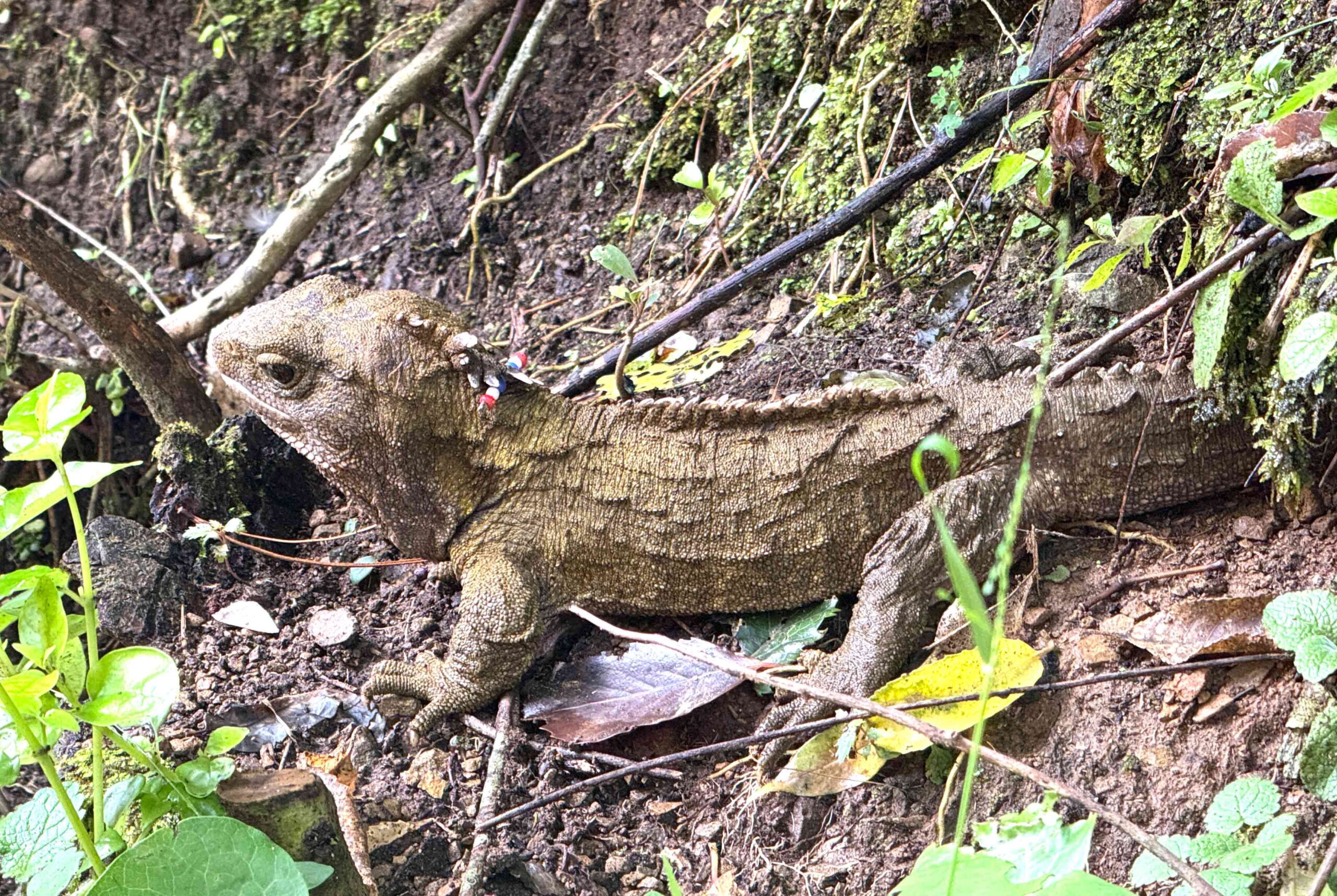Zealandia Wildlife Sanctuary