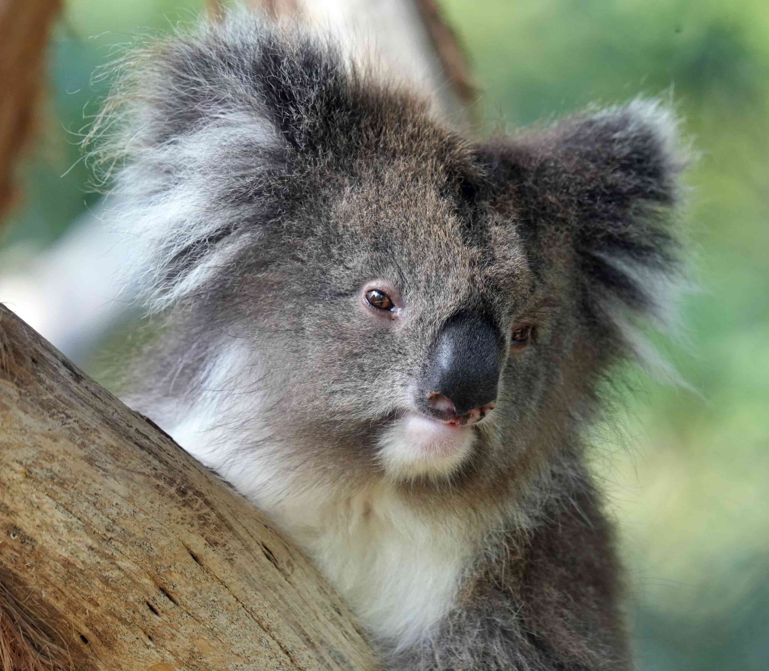 Hello From Koala-Land