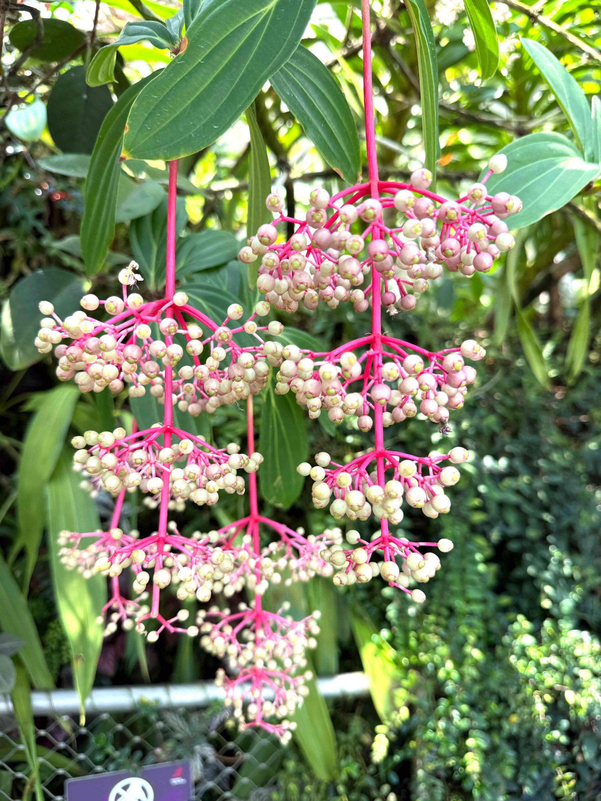 Gardens By the Bay