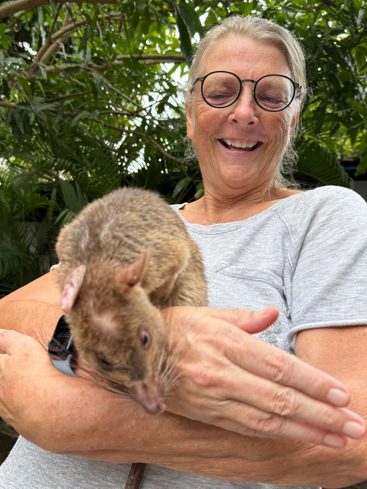Hero Rats